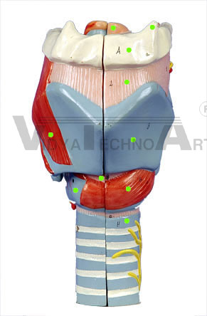 Larynx I - Anterior View